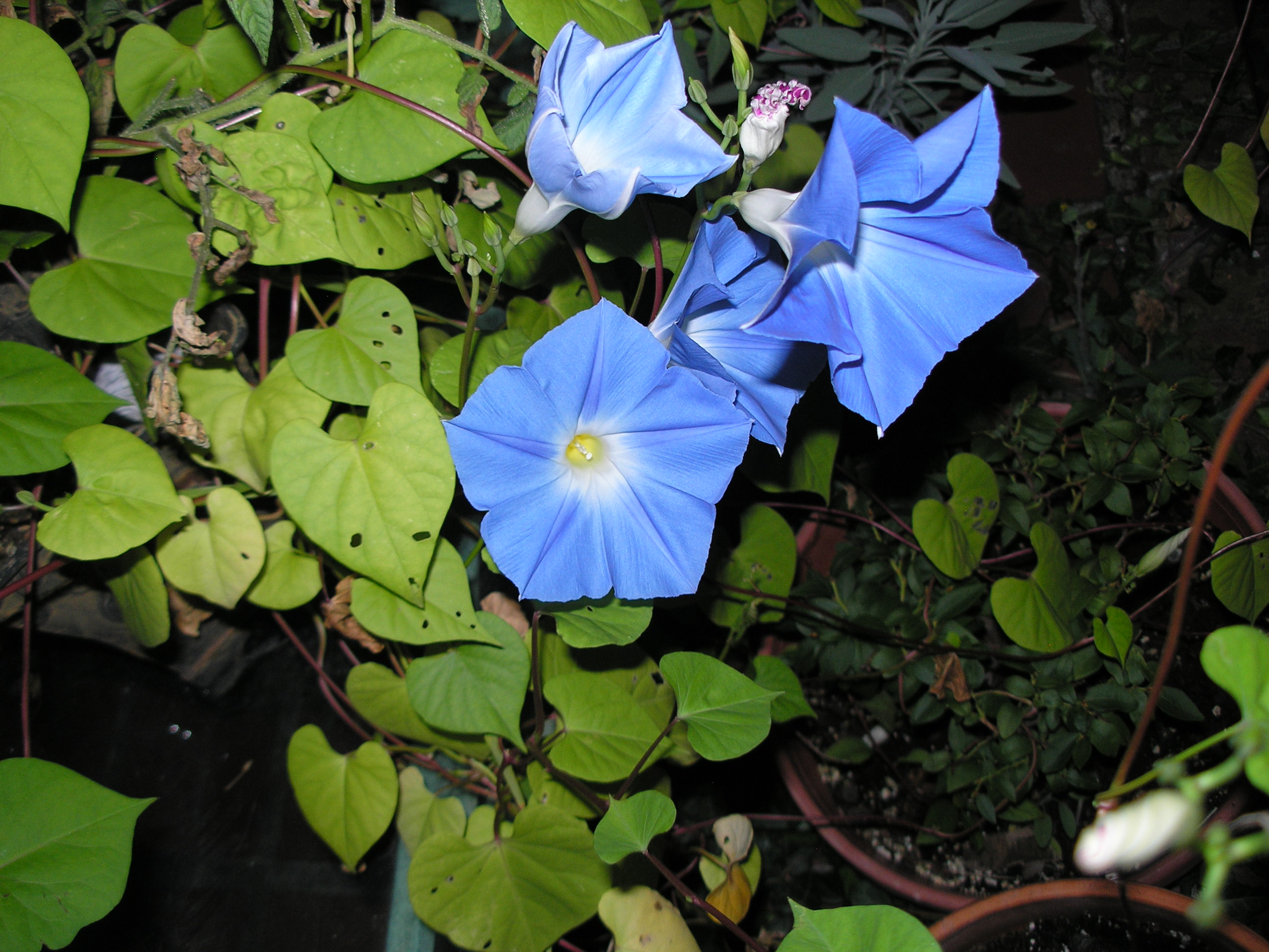 OLYMPUS DIGITAL CAMERA